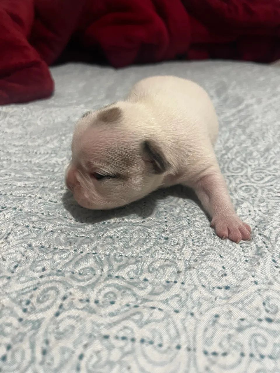 Buldog francês 