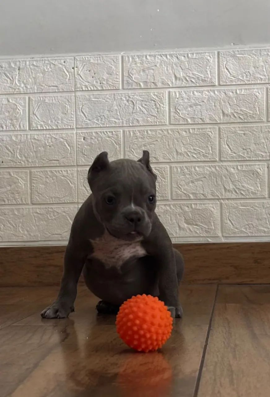 American Bully  - Foto 2