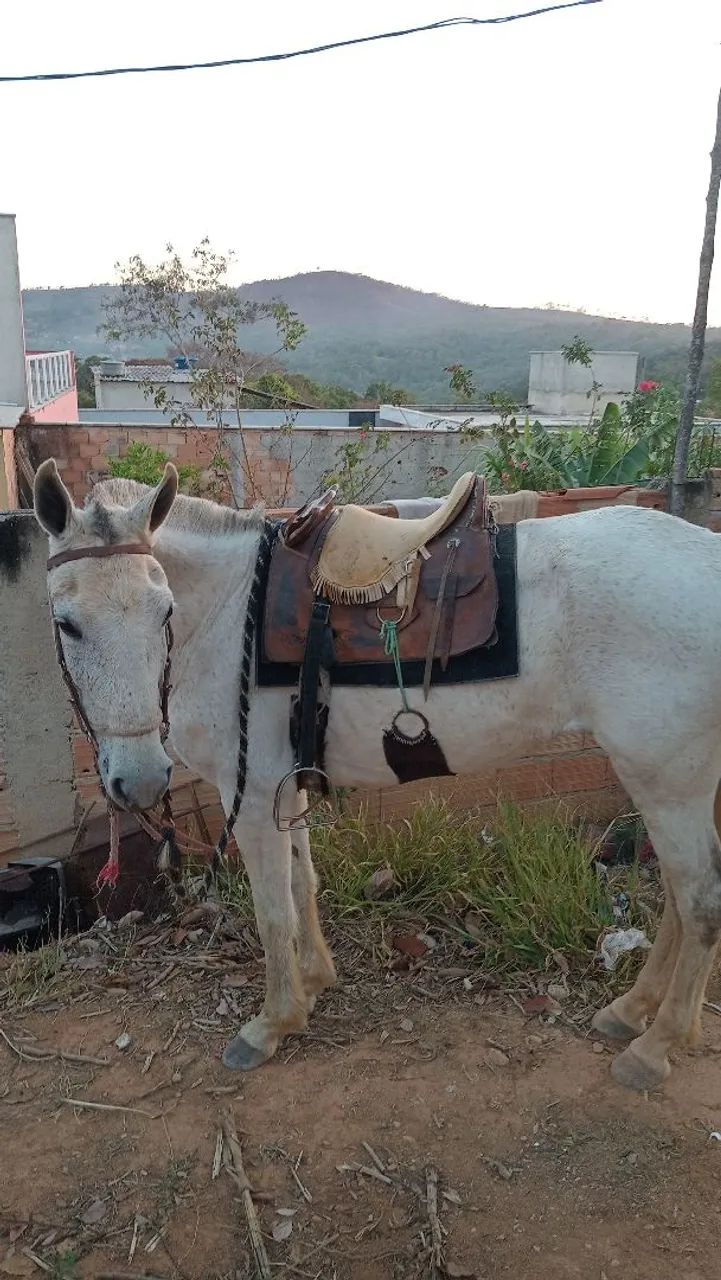 Vendece egua mangalarga Paulista  - Foto 2