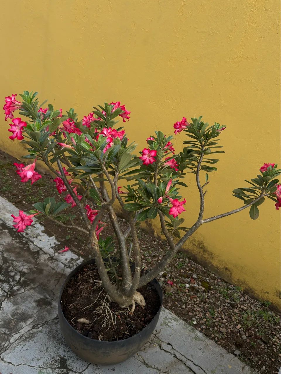 Rosa do deserto - Foto 2