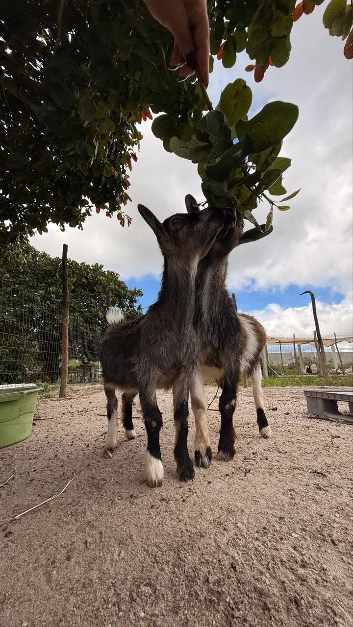 Casal de Mini Cabras - Foto 3