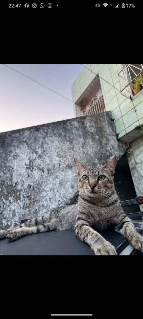 Gato - Foto 2