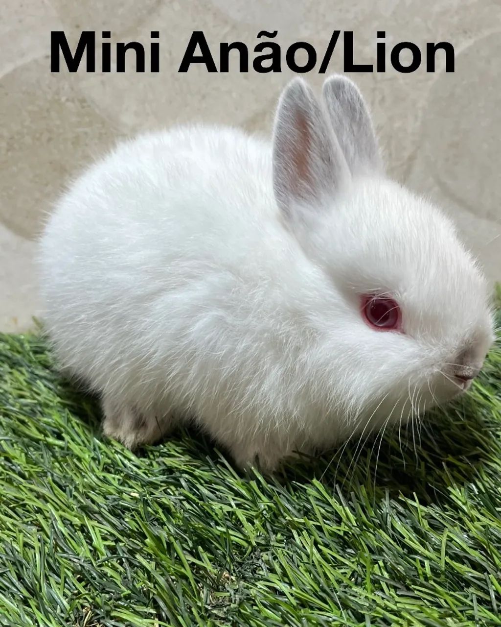 Mini coelhos 