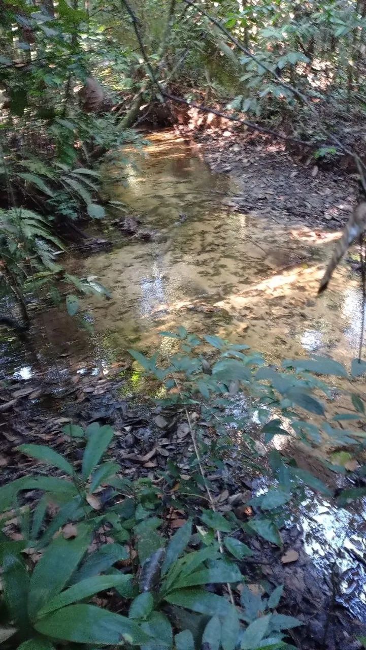 Vendo Colônia de 100 hectares  - Foto 4