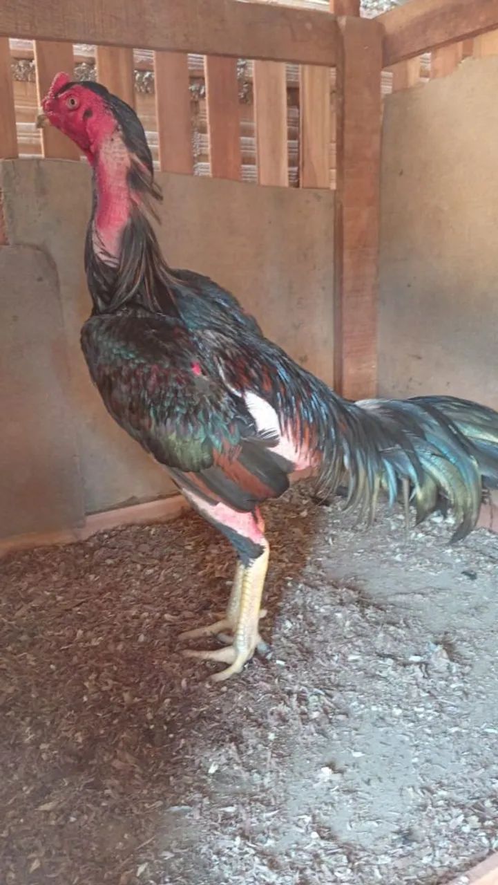 Vende-se galo carioca 