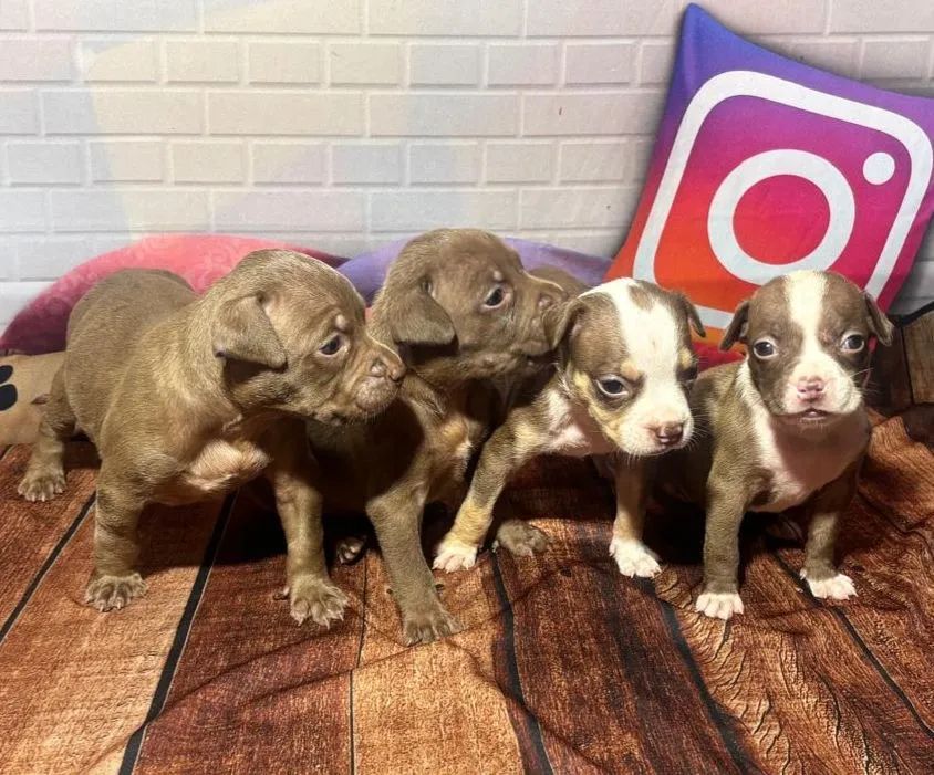 Filhotes de Pit Monster - Foto 3