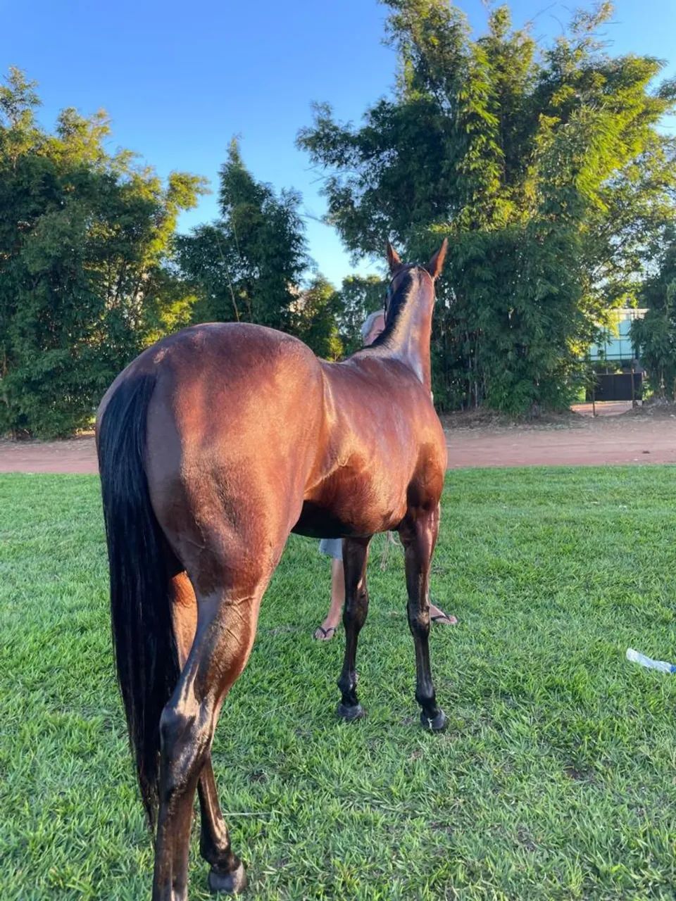 Cavalo quarto de milha  - Foto 4