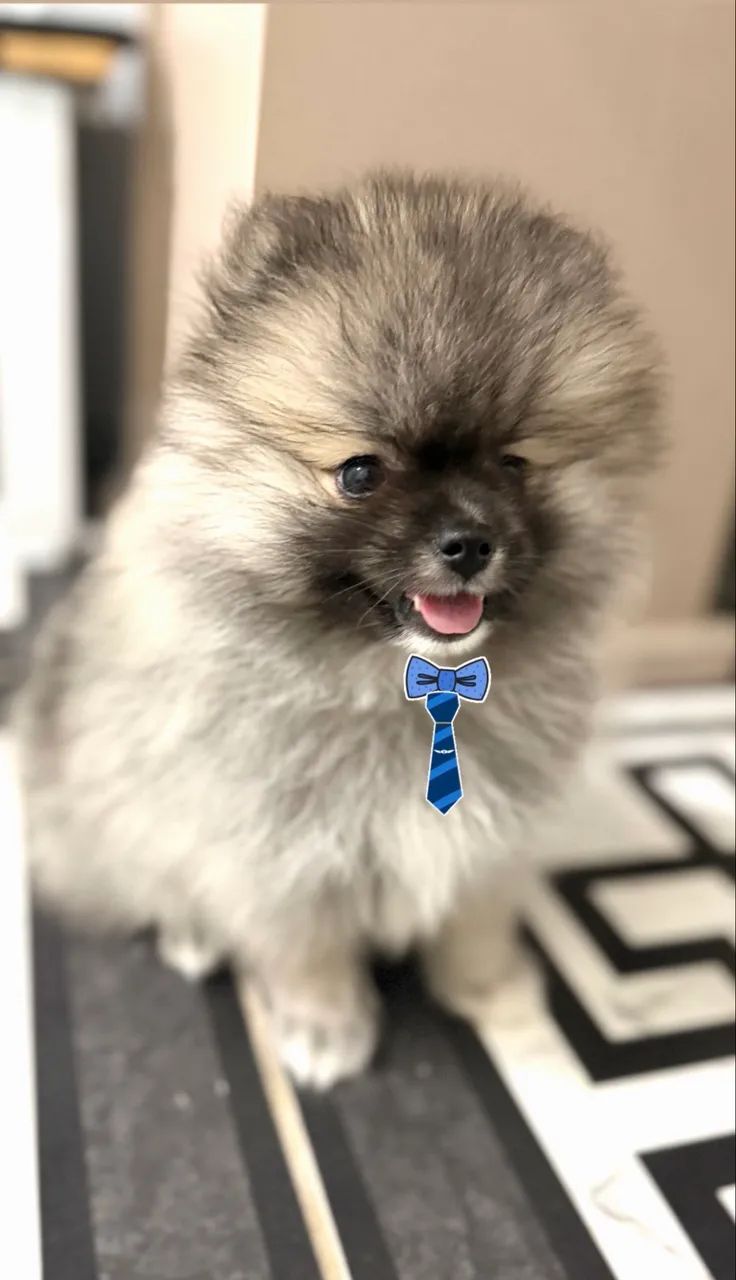 filhote de spitz alemão (lulu da pomerania) machinho