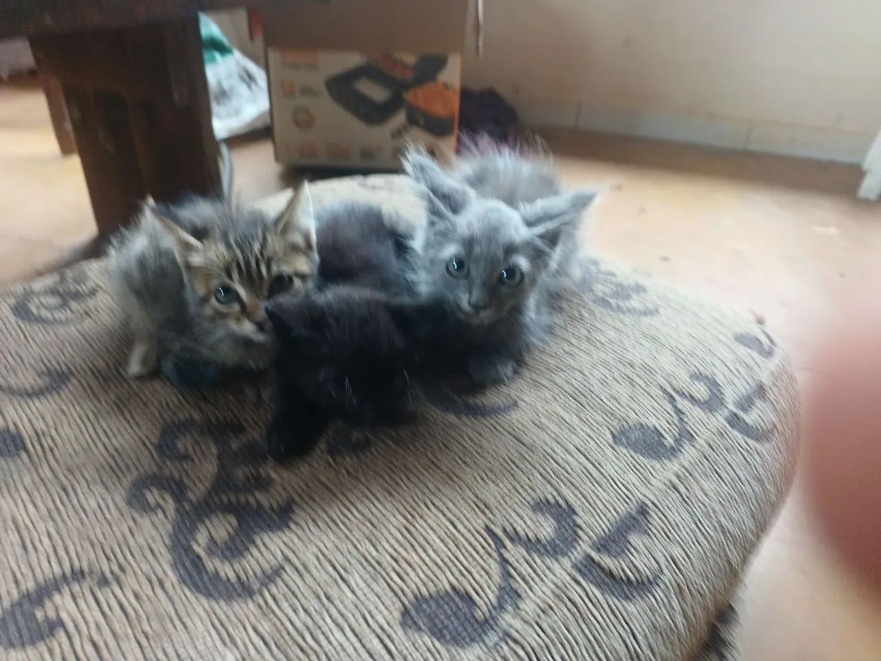 Doa-se filhotes de gato. - Foto 5