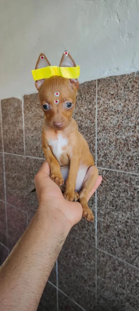 Pinscher com 52 dias vacinado 