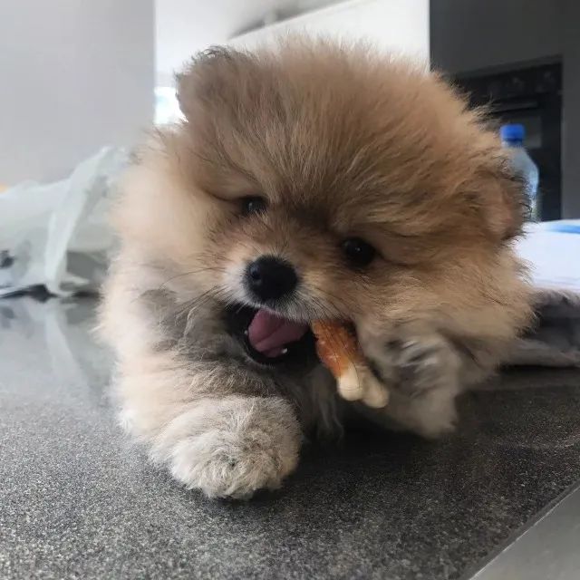 ?Filhotes de Spitz Alemão macho - pronta entrega?