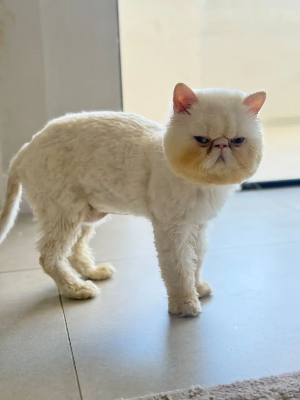 Gato macho - Foto 2