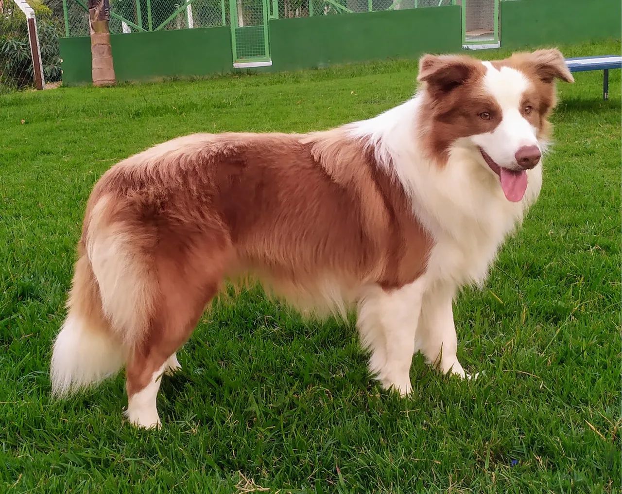 Filhotes de boder collie  - Foto 3