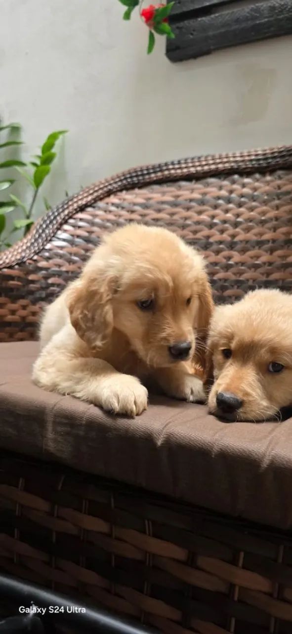 Golden Retriever  - Foto 5