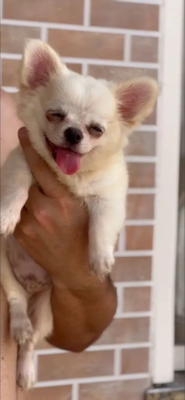Chihuahua  - Foto 4