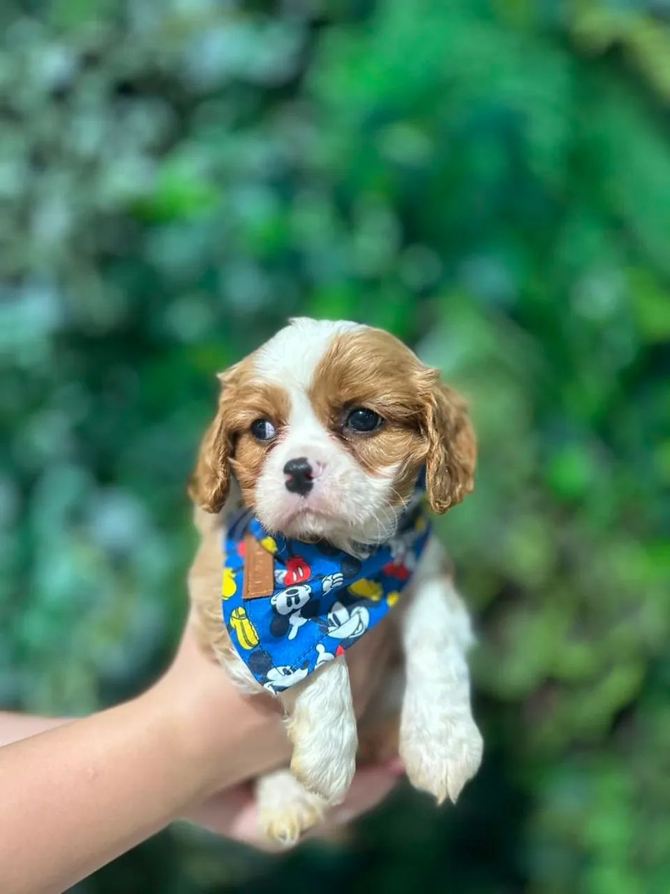 CAVALIER KING CHARLES SPANIEL!! - Foto 2