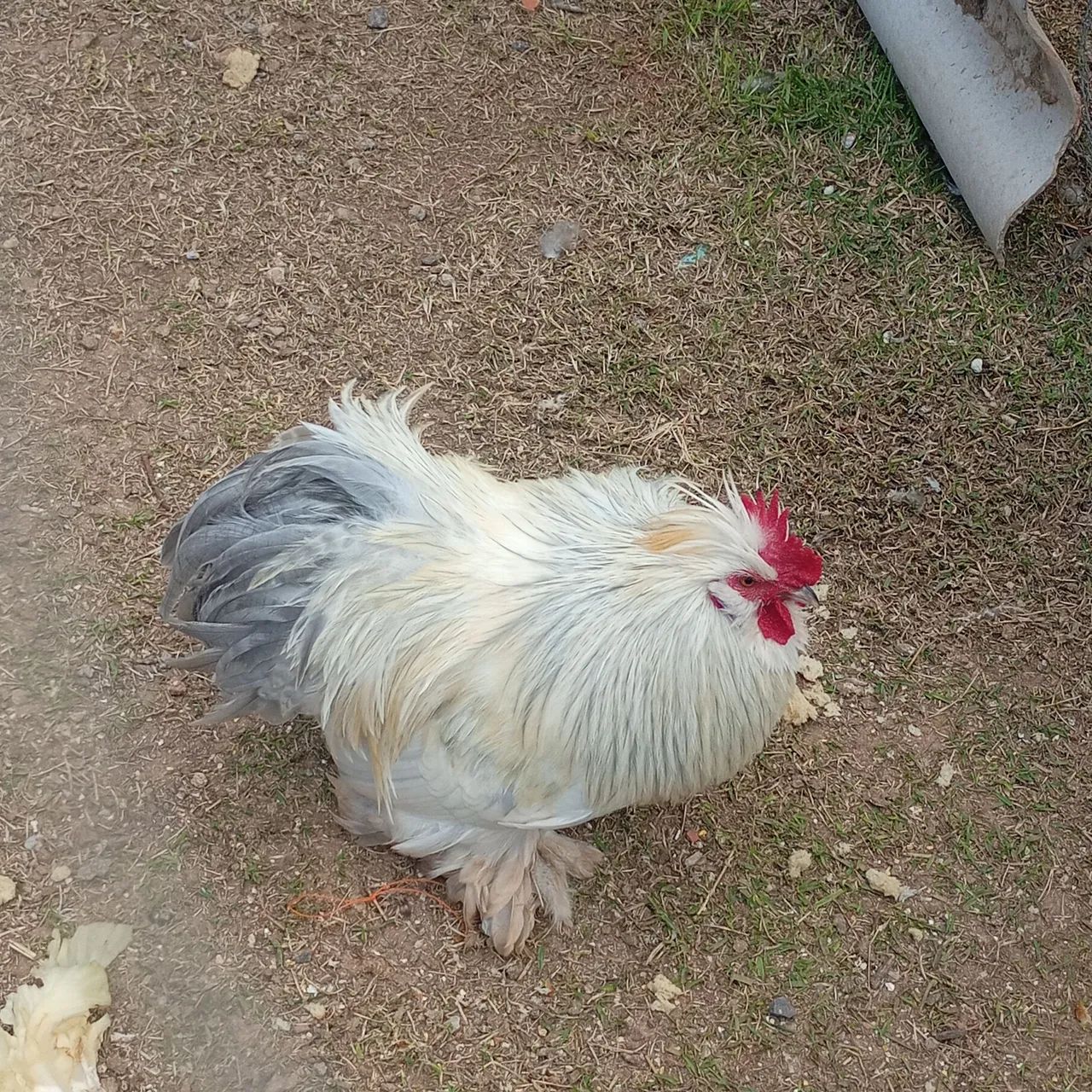 Galo Mini COCHIN Splash 