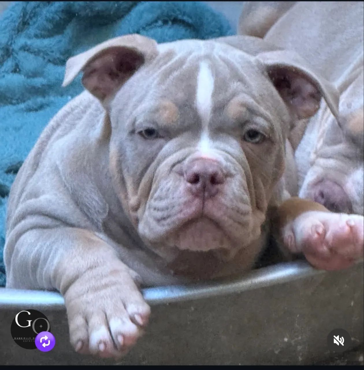 Lindo american bully  - Foto 4