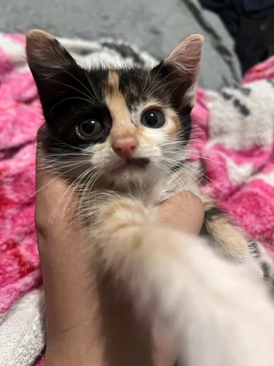 Gata pra adoção  - Foto 4