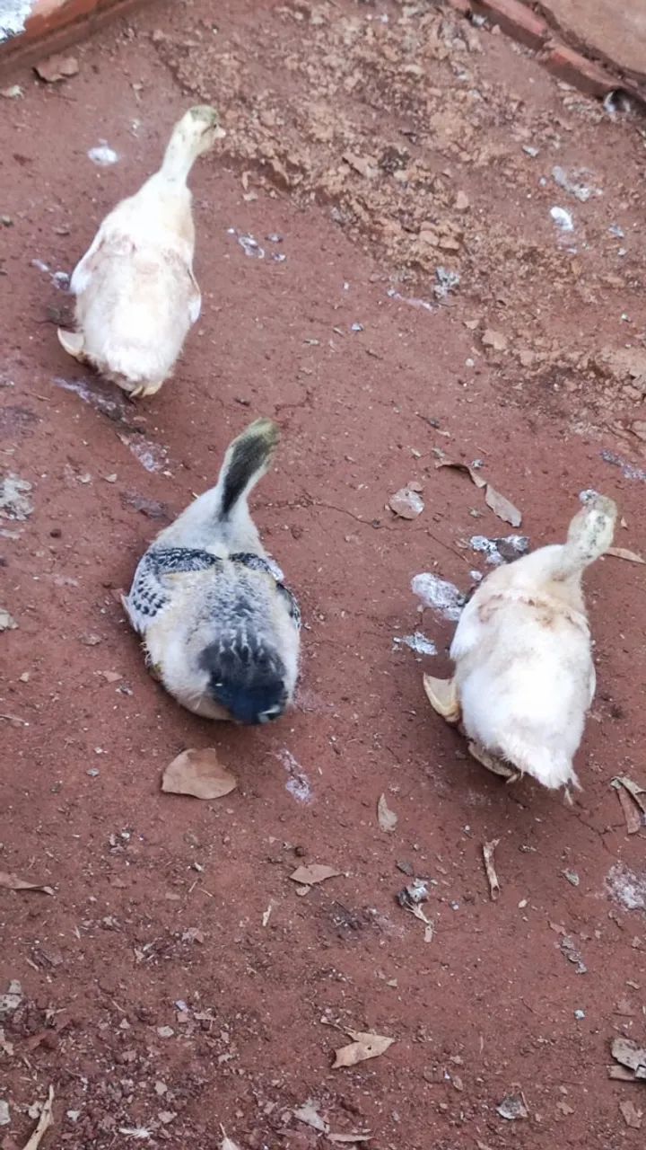 Patos - Foto 2