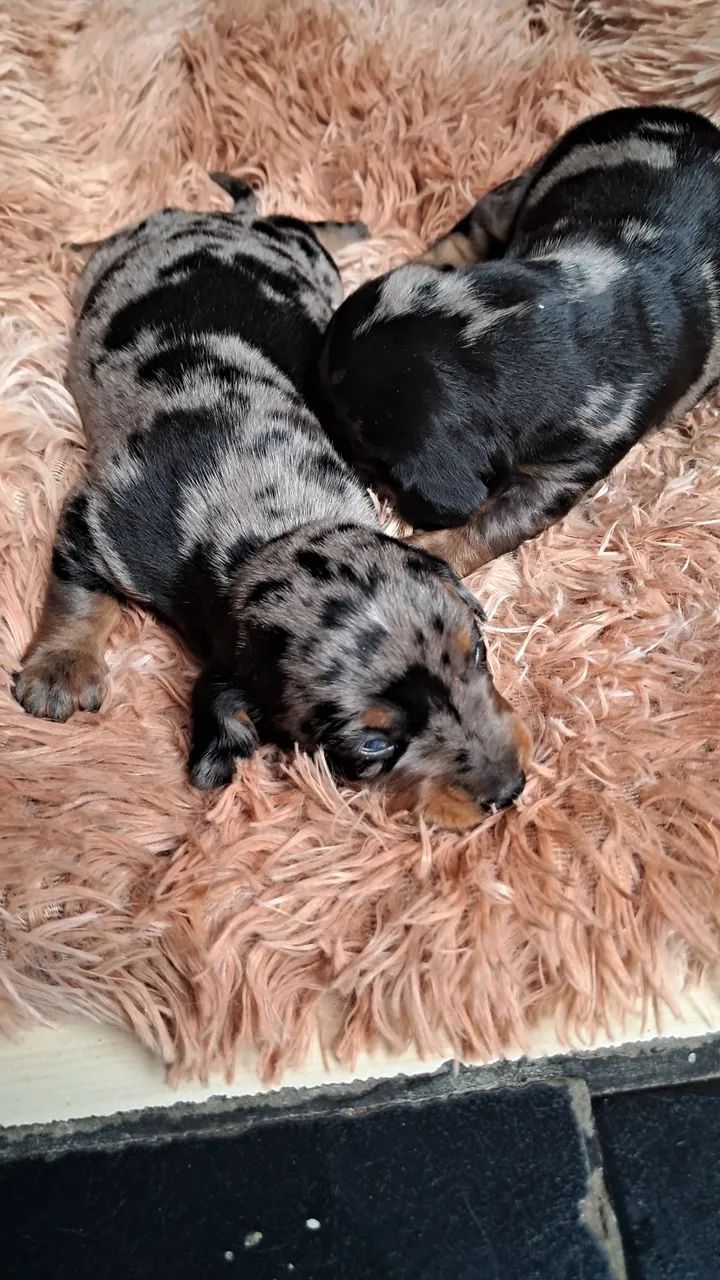DASCHUND SALSICHA MACHO E FÊMEA ALERQUIM  - Foto 4