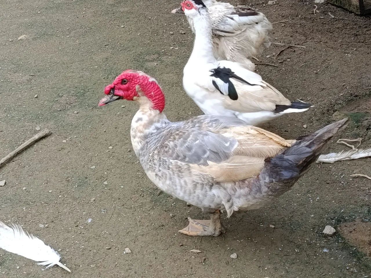 Patos