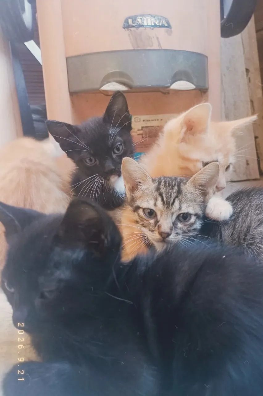 Doação de gatos 