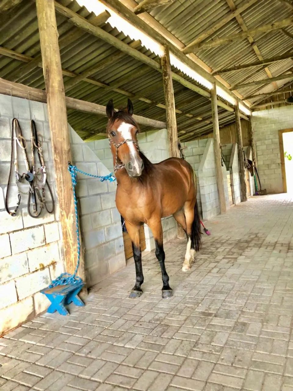 Cavalo mangalarga  - Foto 2