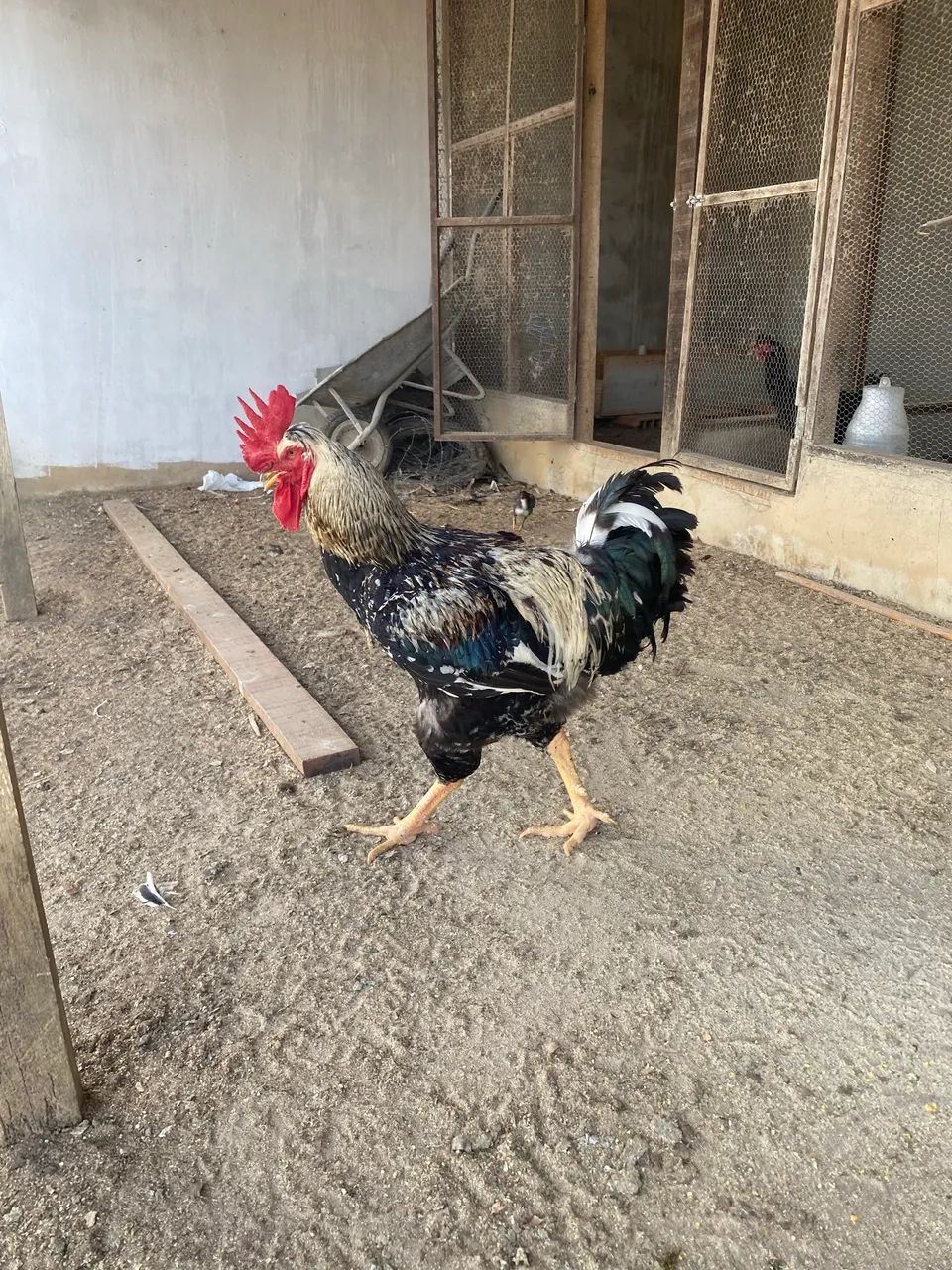 Galo balão  - Foto 3