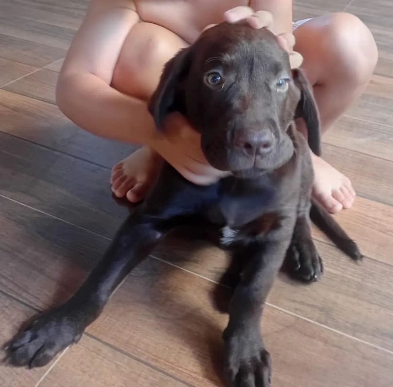 Labrador Chocolate  - Foto 2