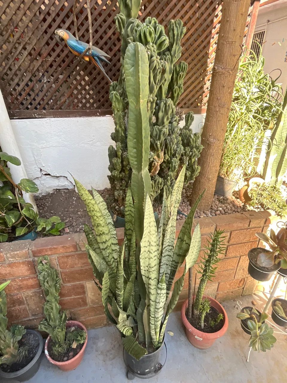 Planta cacto com espada de São Jorge - Foto 2