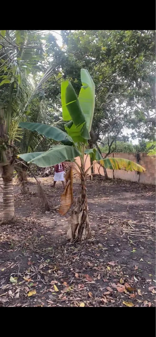 Vende-se Chacara com uma tarefa de terra toda murada  - Foto 4