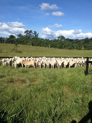 Fazenda de 606 hectares, S. Joao da Baliza De porteira fechada. ler descrição do anuncio - Foto 5