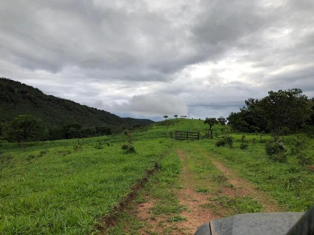 240 Alq. 160 km de Goiânia. (Gado e Soja) - Foto 14
