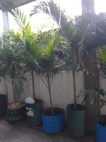 Vendo Palmeira Imperial - Foto 2