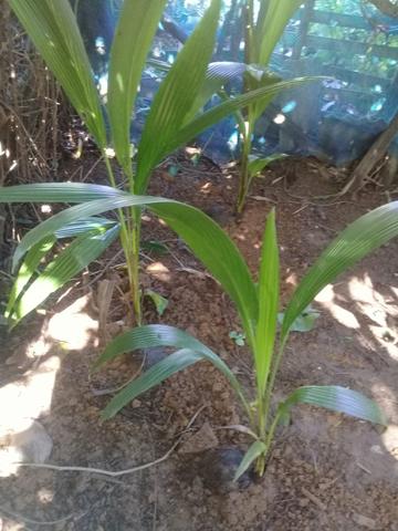 Vende - se mudas de coqueiros anão - Foto 3
