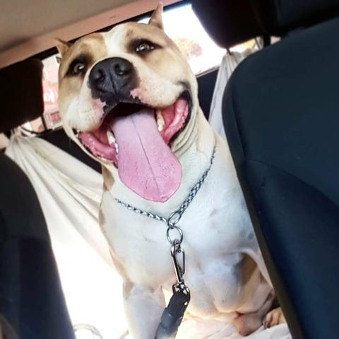 Fêmeas American Staffordshire Terrier - Foto 6