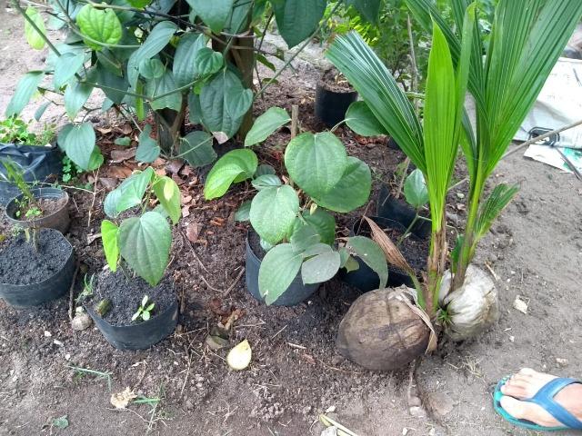 Mudas de Plantas e Hortaliças - Foto 2
