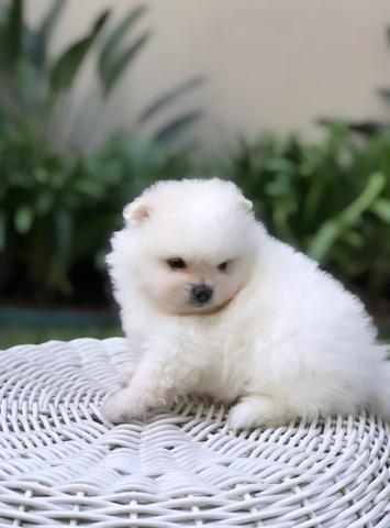 Vende-se macho Lulu da Pomerânia branco