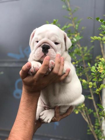 Bulldog Inglês contrato de garantia genética e viral - Foto 3