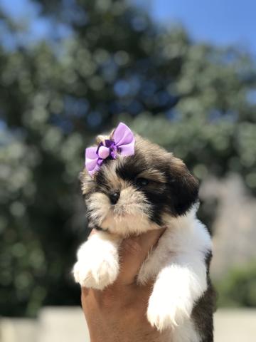 Lindas bibelôs de shih Tzu canil imperial amor ? e carinho com nossos filhotes - Foto 2