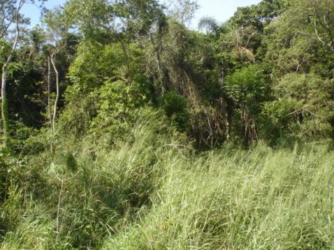 Terreno, Pântano do Sul, Florianópolis-SC - Foto 2