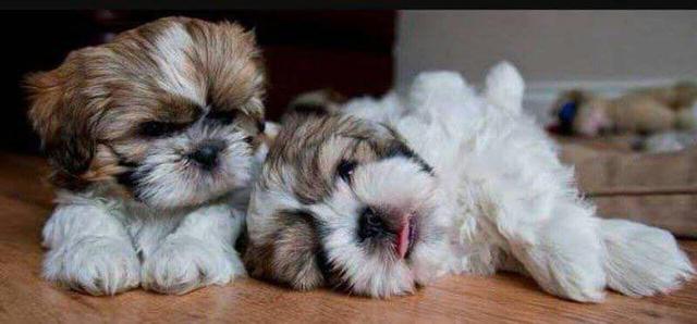 Shihtzu garanta o seu pro dia das crianças