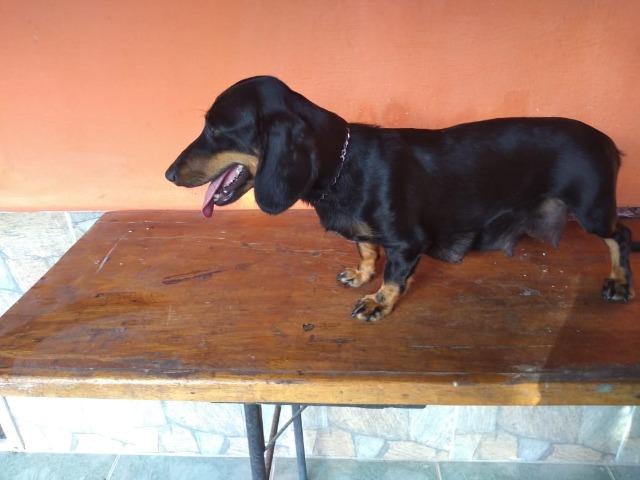 Filhotes de salsichinha (Basset Houn9) - Foto 5