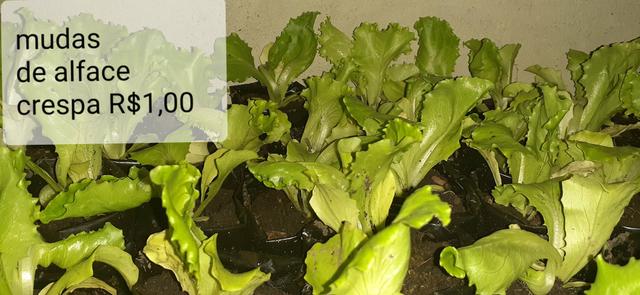 Mudas de hortaliças, e suculentas plantas em geral