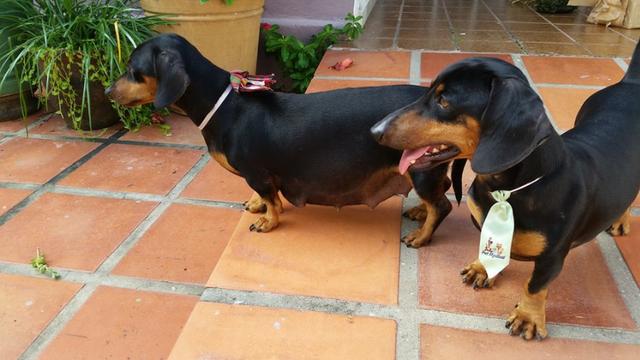 Filhote de Dachshund