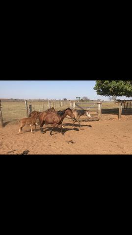 Cavalo - Foto 4