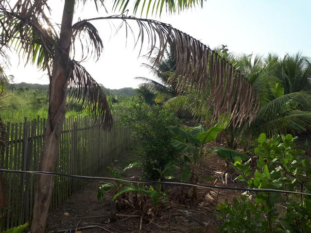 Terreno em Benevides! - Foto 3