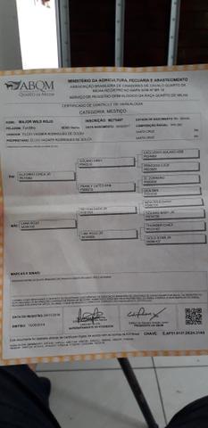 Potro tordilho lindo papel em mão! - Foto 5