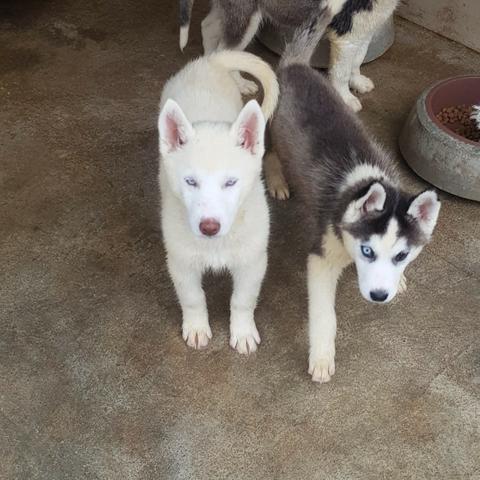 Lindos Machos de Husky - Foto 4